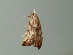 Tortricopsis euryphanella
