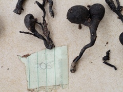 Xylaria schweinitzii