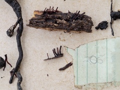 Xylaria schweinitzii