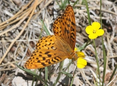 Speyeria coronis halcyone
