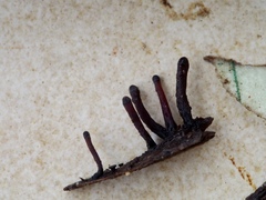 Xylaria schweinitzii