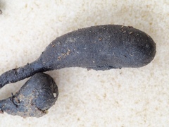 Xylaria schweinitzii