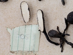 Xylaria schweinitzii