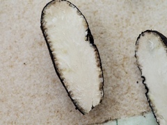 Xylaria schweinitzii