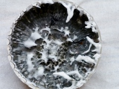 Xylaria schweinitzii