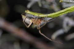 Cheiracanthiidae