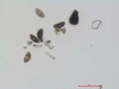 Xylaria schweinitzii