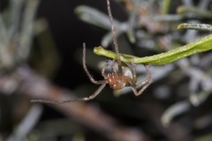 Cheiracanthiidae