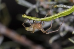 Cheiracanthiidae