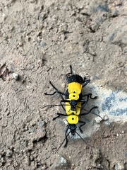 Chauliognathus heros