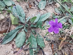 Ruellia