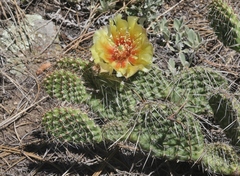 Opuntia polyacantha