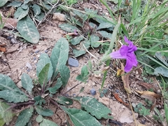 Ruellia
