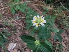 Lantana canescens