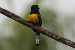 Trogon caligatus