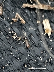 Tenuirostritermes