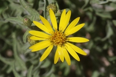 Heterotheca hirsutissima