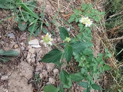 Lantana canescens