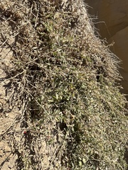 Atriplex semibaccata