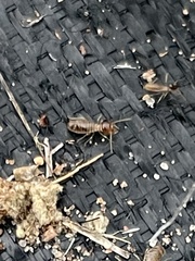 Tenuirostritermes