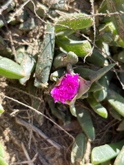Carpobrotus chilensis