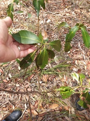 Lophostemon confertus
