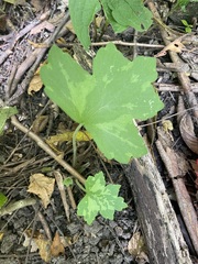 Hydrophyllum canadense