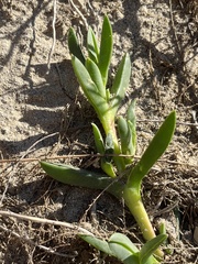 Carpobrotus chilensis