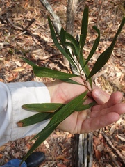 Acacia maidenii