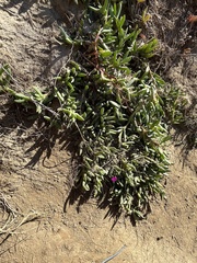 Carpobrotus chilensis