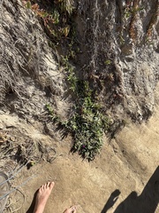 Carpobrotus chilensis