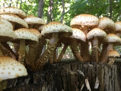 Pholiota