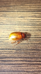 Melolonthinae