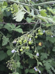 Solanum alphonsei