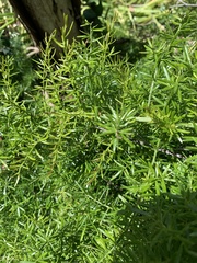 Asparagus aethiopicus