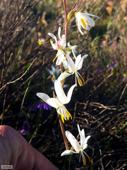 Hesperantha bachmannii