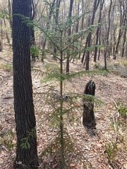 Araucaria cunninghamii