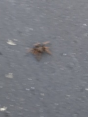Grammostola rosea