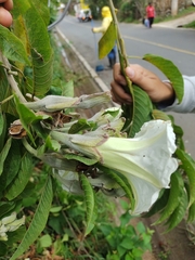 Ipomoea murucoides