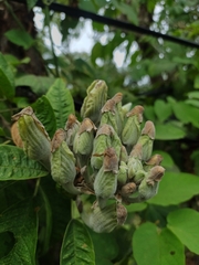 Ipomoea murucoides