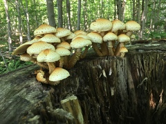 Pholiota