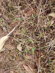 Ottochloa gracillima