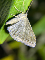 Digrammia pallorata