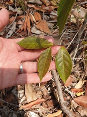 Glochidion ferdinandi