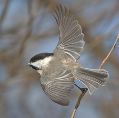 Black-Capped Chickadee photo 5