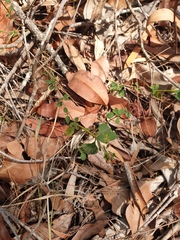 Lantana montevidensis