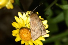 Helicoverpa punctigera