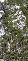 Cyatheaceae