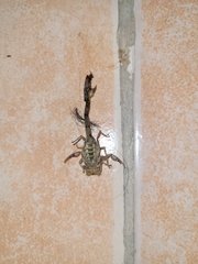 Centruroides limpidus