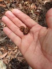 Calyptorhynchus lathami